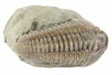 , D Flexicalymene Trilobite - Ohio #68588-2